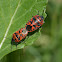 Shield Bug