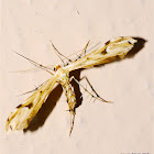 Plume Moth