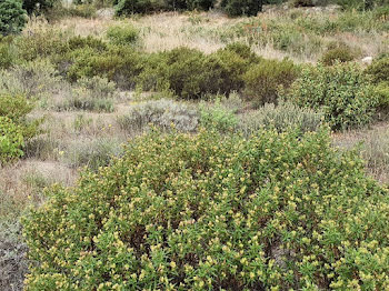 terrain à Le Barcarès (66)