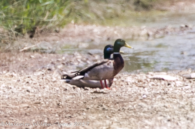 Mallard; Anade Real