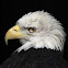 Bald Eagle (Male)