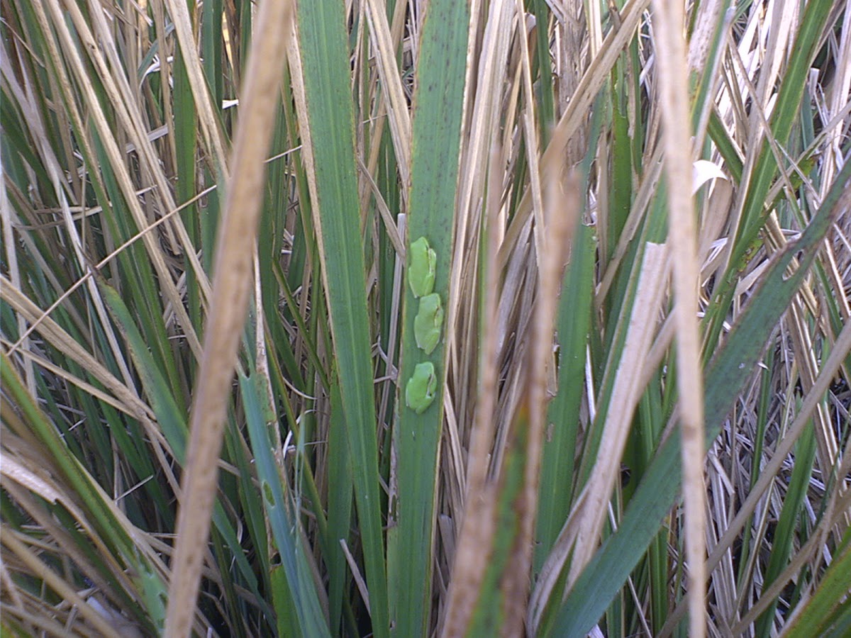 American green tree frog