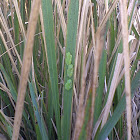 American green tree frog