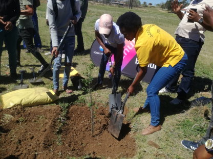 500 trees roll out to schools