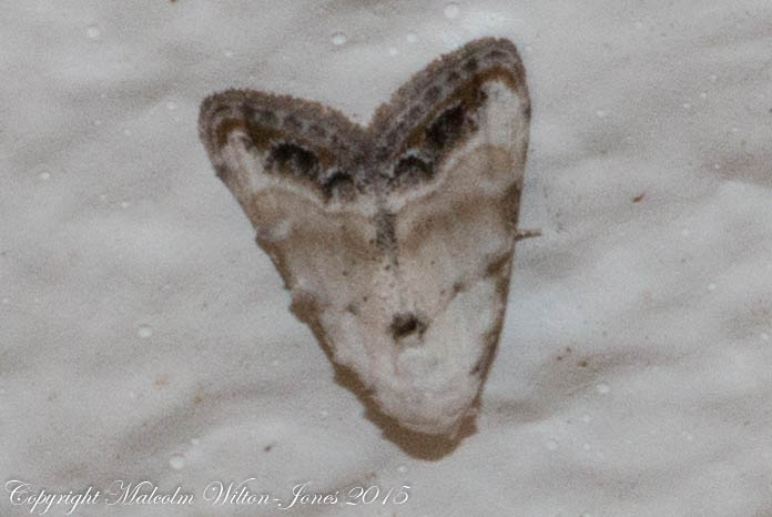 Jersey Black Arches