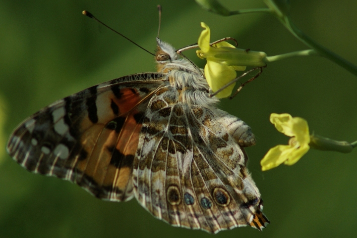 Butterflay di GLADIOLO