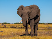 The inauguration of Regional Centre of Excellence for Biodiversity, Forests and Seascape Ecosystems Management in Nairobi, Kenya, marks a pivotal juncture in the preservation of the planet's natural heritage.