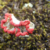 Cup Lichen