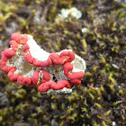 Cup Lichen