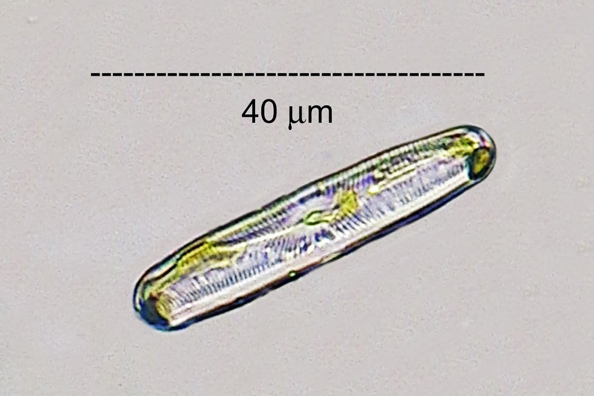 Epilithic Diatom