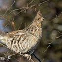 Ruffed Grouse