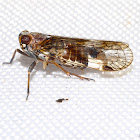 Cixid Planthopper