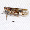 Cixid Planthopper