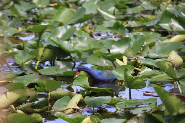 Blu in natura di Samuele1974