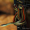 Western Ribbon Snake