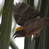 Baya Weaver