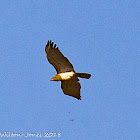 Short-toed Eagle