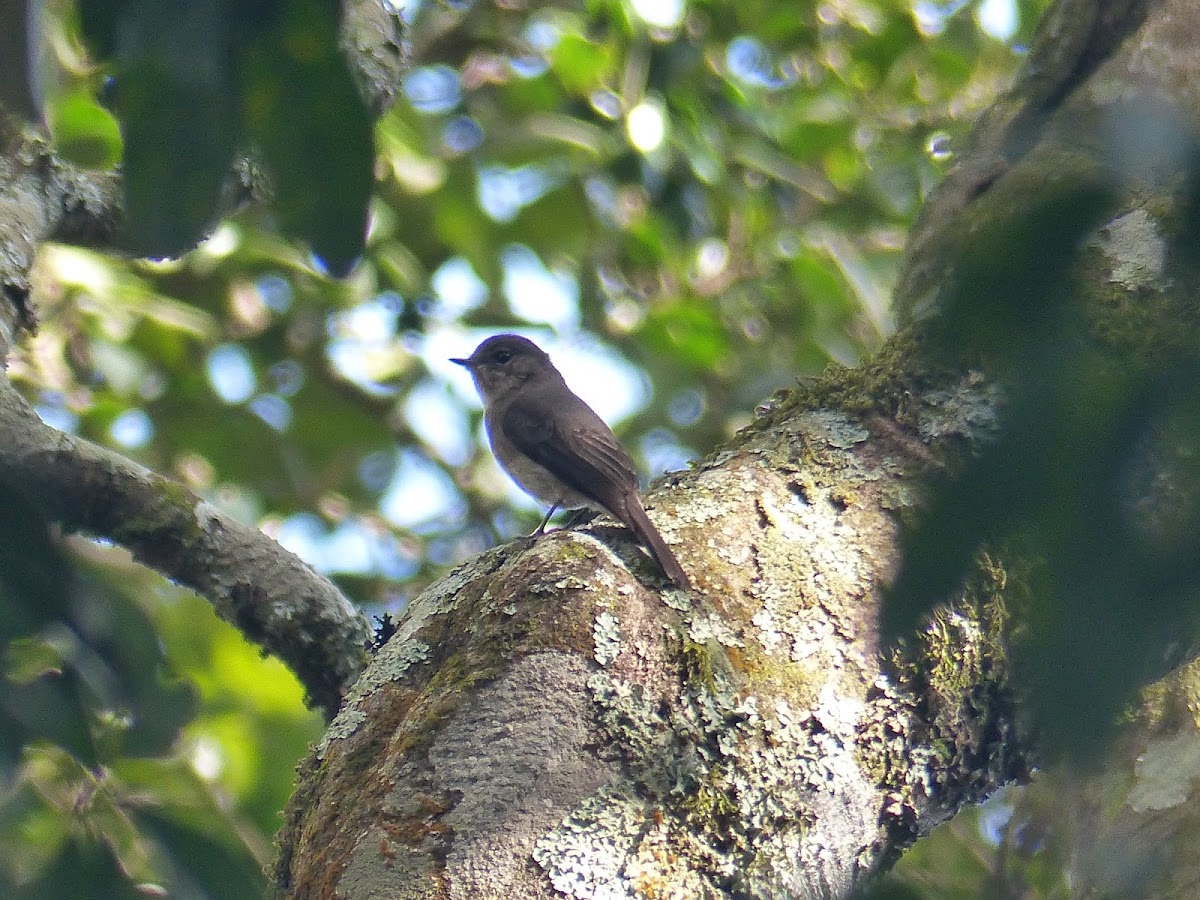 African Dusky Flycatcher