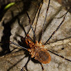 An Alaskan Harvestman