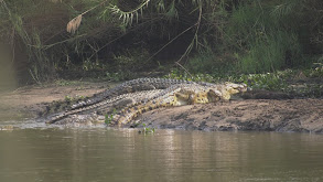 Prehistoric River Monsters thumbnail