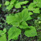 Alpine Enchanter's Nightshade