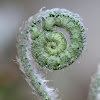 fern fiddle head