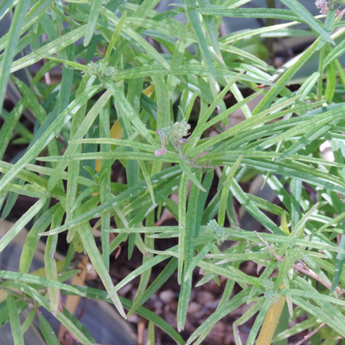 Arizona Milkweed