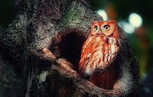 Owl Wallpapers Theme Owls New Tab small promo image