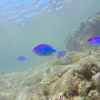 Blue Damselfish