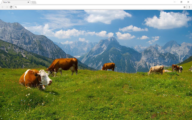 Cows Backgrounds & Themes