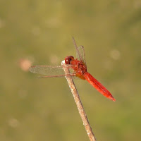 Aeshna cyanea rossa di 