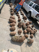 Some of the stolen cycad plants.