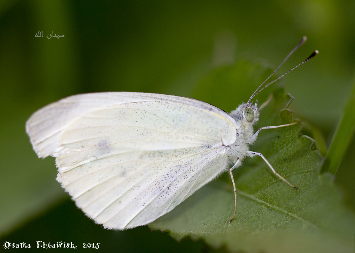 Small Cabbage White