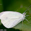 Small Cabbage White