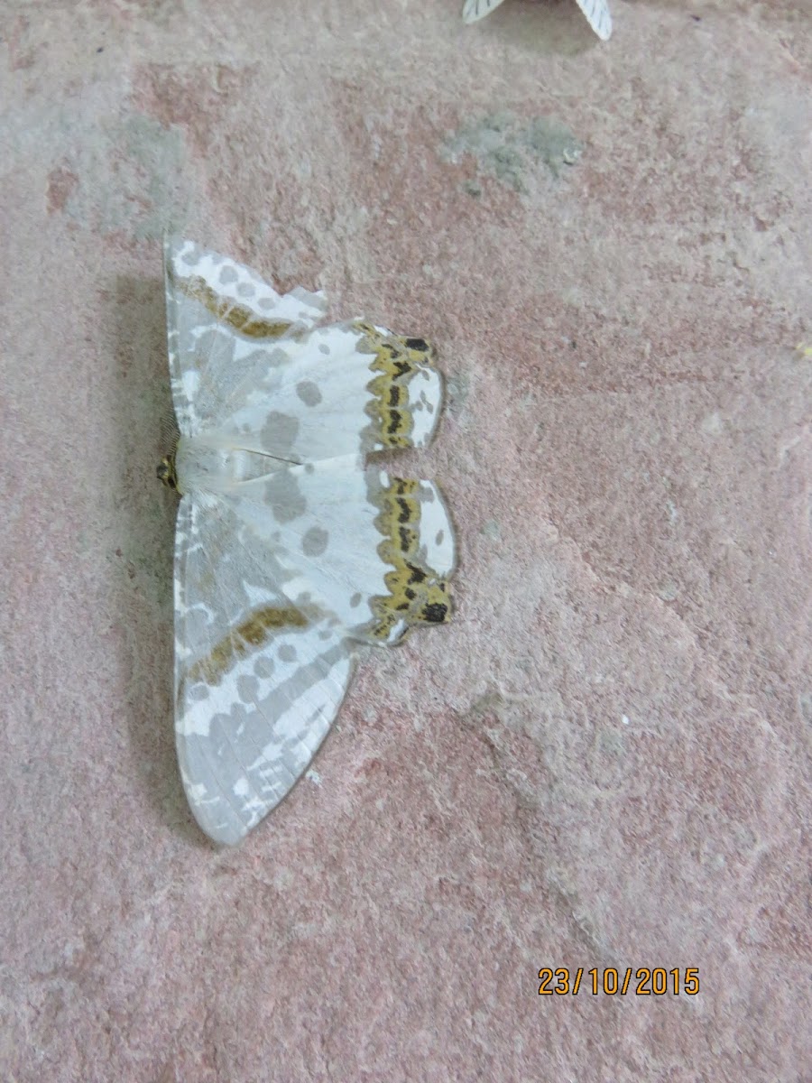 Moth