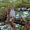 Eastern Pale Chanting Goshawk