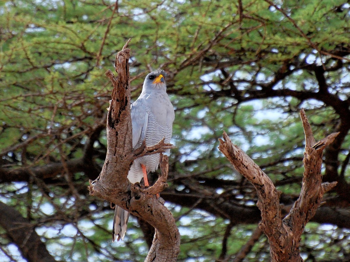 Eastern Pale Chanting Goshawk