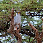 Eastern Pale Chanting Goshawk