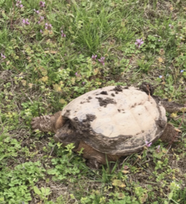 Eastern Snapping Turtle