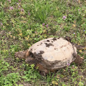 Eastern Snapping Turtle