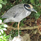 Yellow-crowned Night Heron