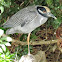 Yellow-crowned Night Heron