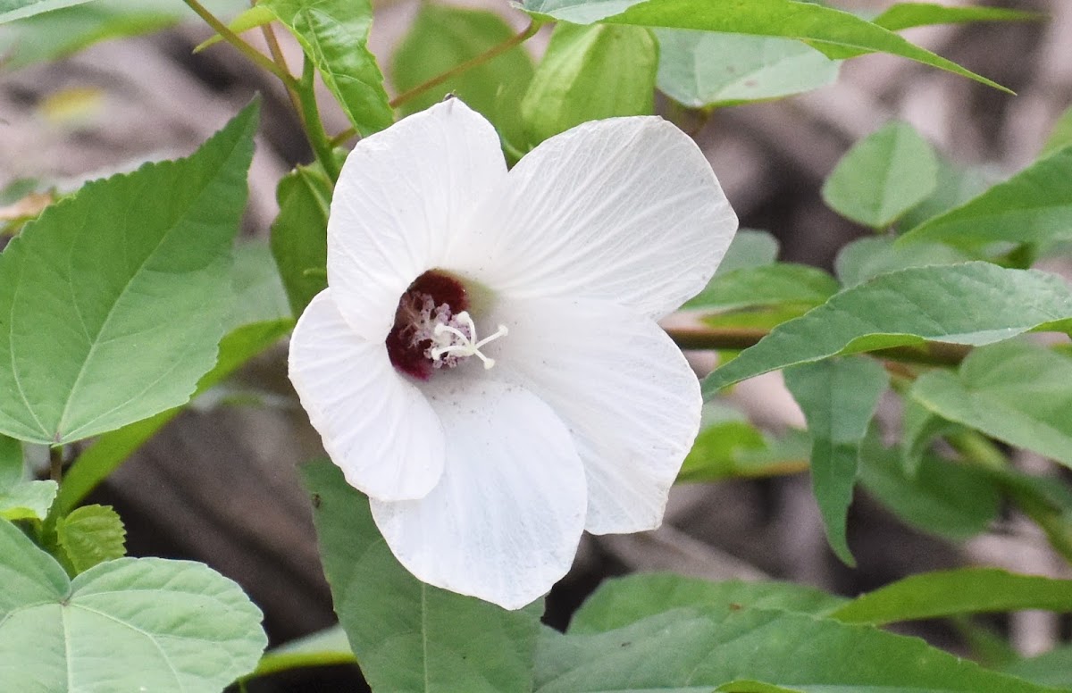 Swamp rose-mallow