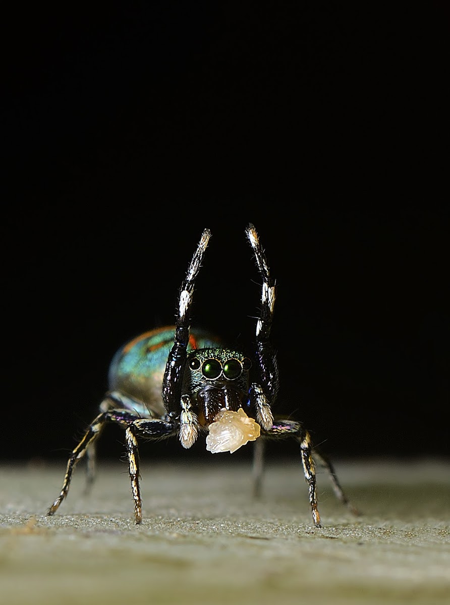 Metallic green Jumping spider