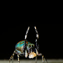 Metallic green Jumping spider