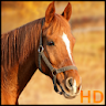 horse pictures icon