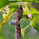 SPINED SOLDIER BUG