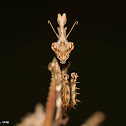 Crowned Mantis