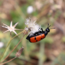 Red Beetle