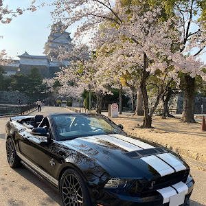 シェルビー
